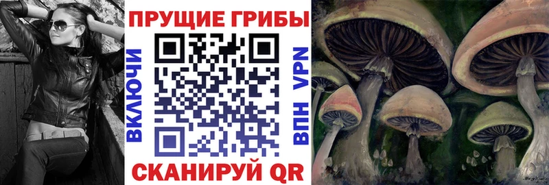 Псилоцибиновые грибы Psilocybe  mega tor  Воскресенск 